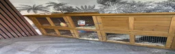 Mini Lop rabbits for sale: X2 Adult rabbits  - Advert 9