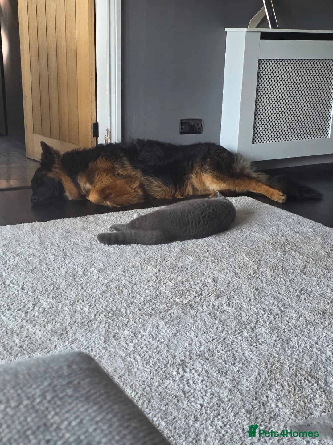 German Shepherd dogs for sale: German Shepherd, 11 Months – Loving Home Needed - Advert 11