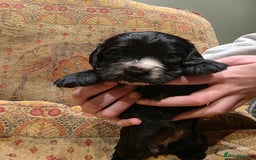 Cockalier dogs for sale: Gorgeous chunky Cockalier pupuchinos - Image 16