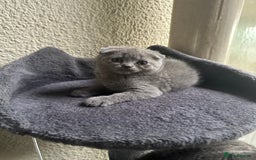 Scottish Fold cats for sale: Beautiful Scottish folds and straights kittens🎀 - Image 26