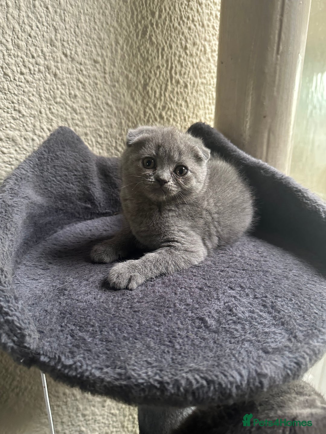 Scottish Fold cats for sale: Beautiful Scottish folds and straights kittens🎀 - Image 26