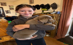 Labrador Retriever dogs for sale: Kc registered silver labs, health tested parents - Image 5