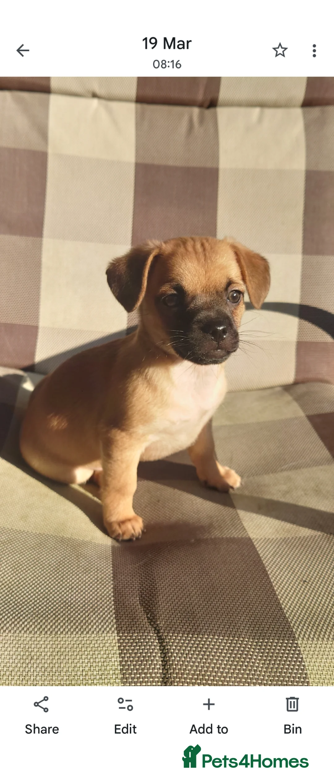 Mixed Breed dogs for sale: Coco needs her furever home - Advert 1