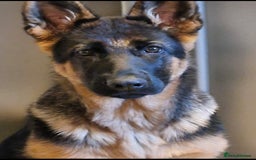 German Shepherd dogs for sale: German shepherd pups for sale  - Image 22