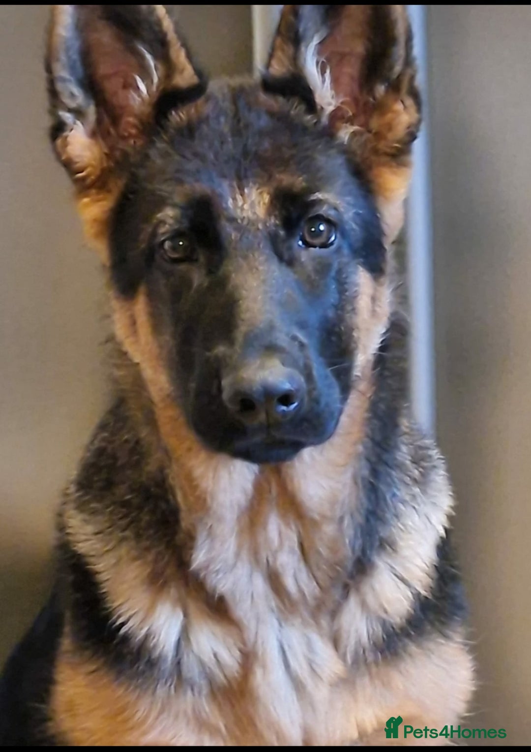 German Shepherd dogs for sale: German shepherd pups for sale  - Image 22