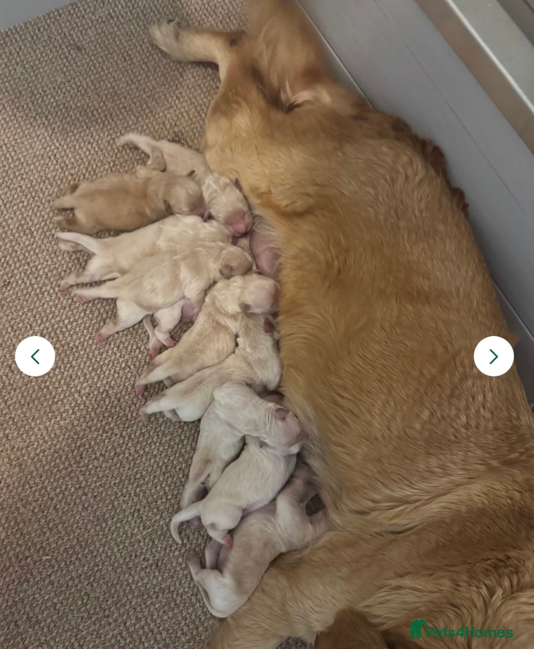Golden Retriever dogs for sale: Stunning KC Golden Retriever Girl.  - Advert 5