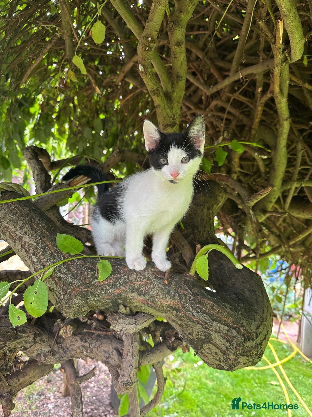 Mixed Breed cats Mum and 3 kittens for sale to good homes - Advert 17
