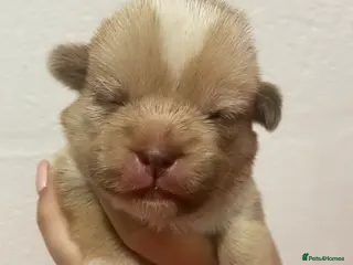 Mixed Breed dogs Stunning American bulldogs - Advert 9