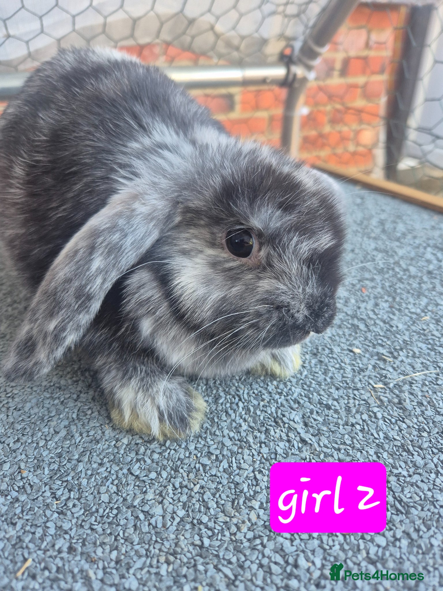 Mini Lop rabbits 💙 2 x girls 3 x boys available now❤️  - Advert 1