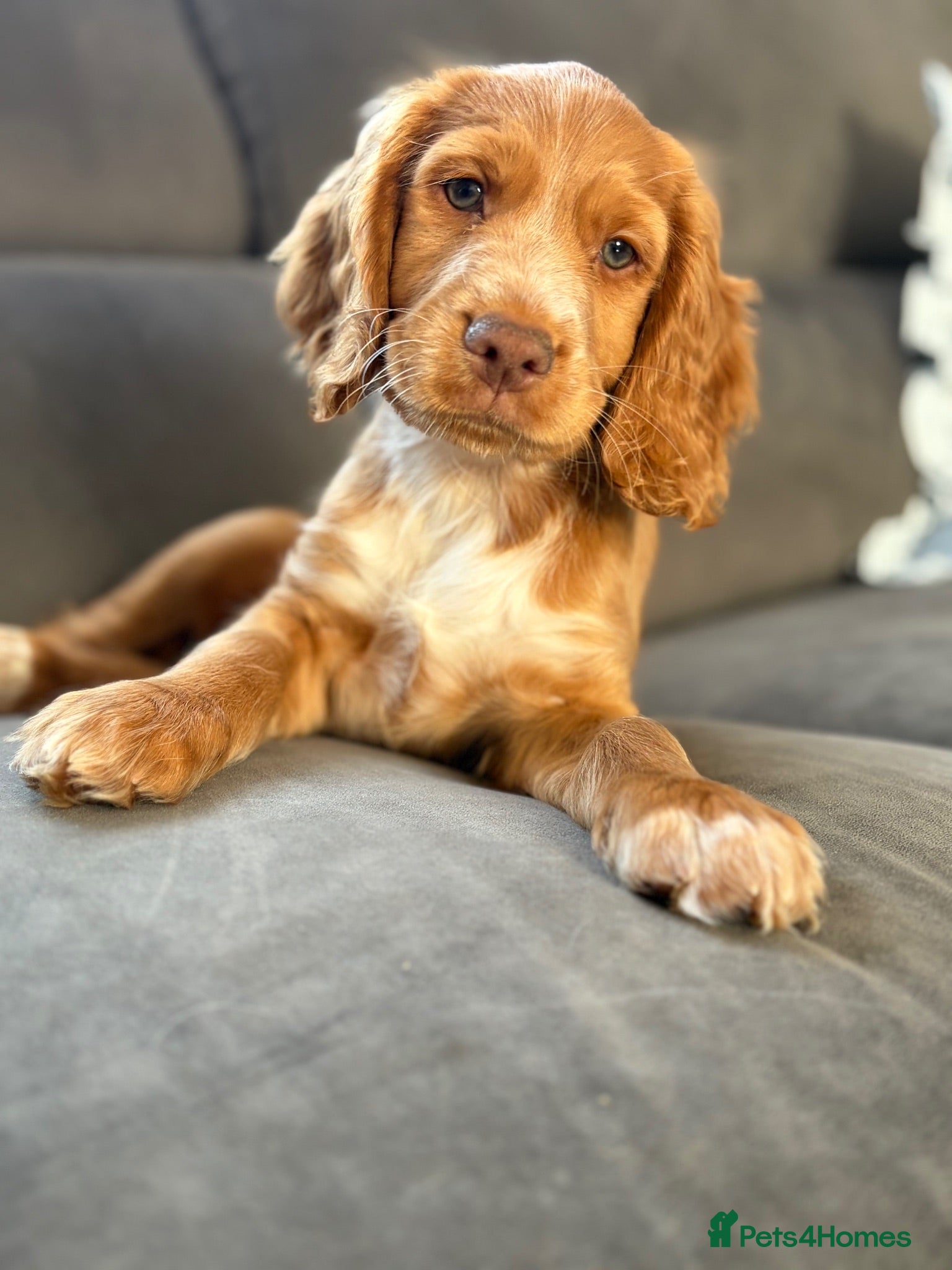 Cocker Spaniel dogs Last boy remaining  - Advert 2