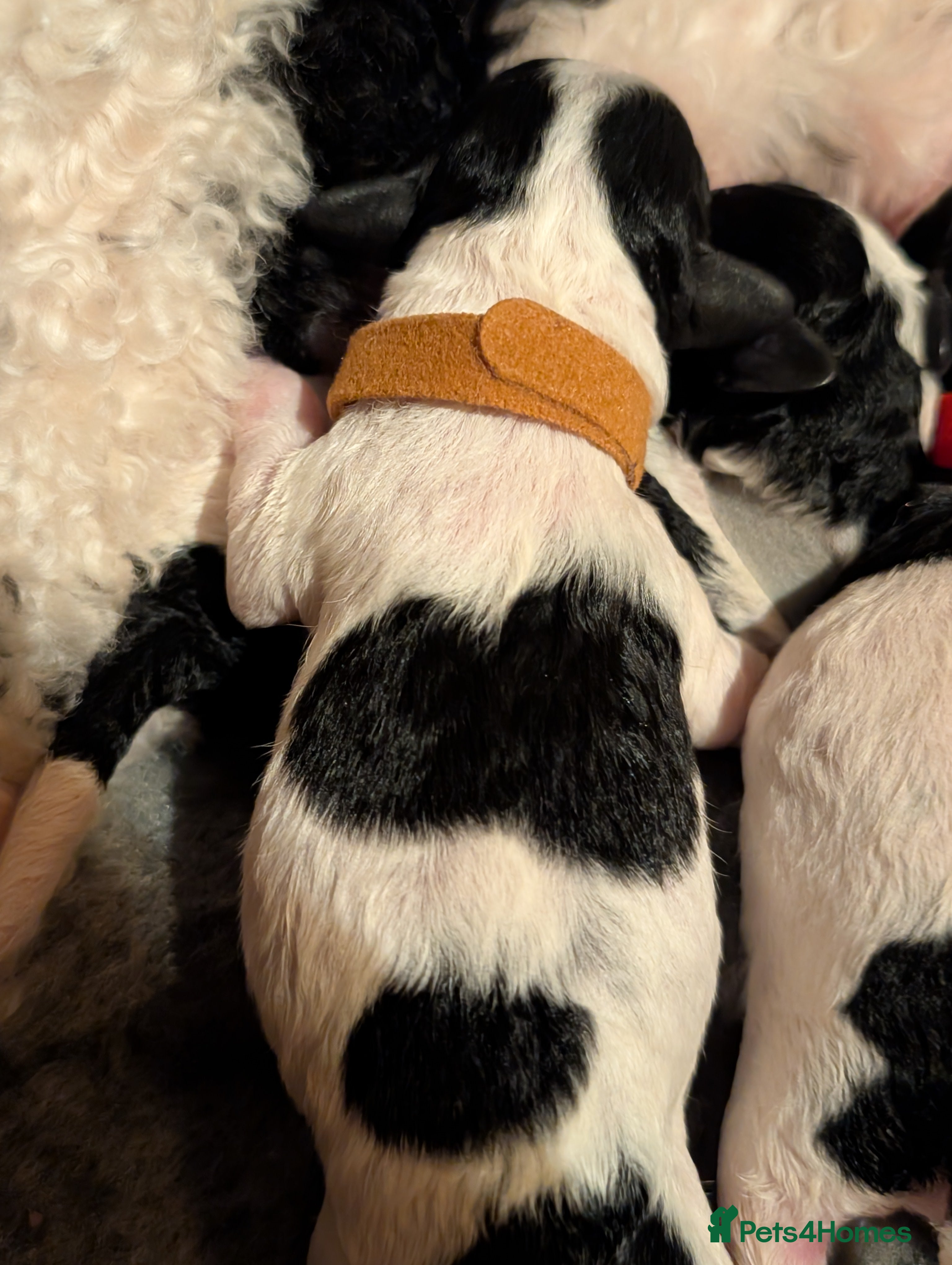 Miniature Poodle dogs Beautiful miniature parti viewing now  - Advert 3