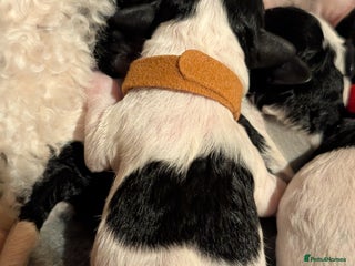 Miniature Poodle dogs Beautiful miniature parti viewing now - Advert 3