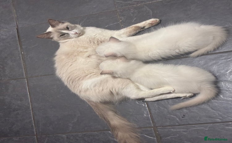Ragdoll cats - Advert 13