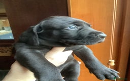 Mixed Breed dogs for sale: Great Weimar puppies  - Image 9