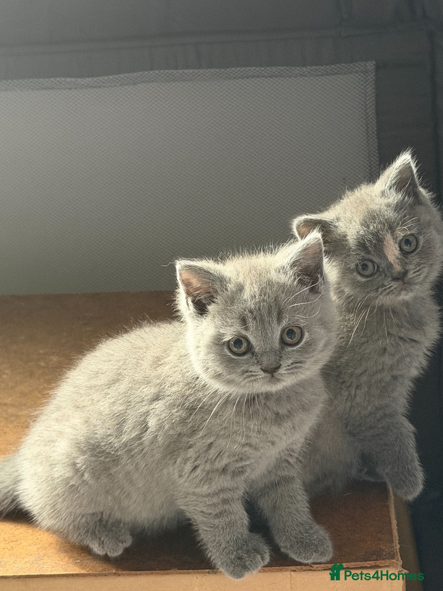 British Shorthair cats British Shorthair Kittens for Sale - Advert 7