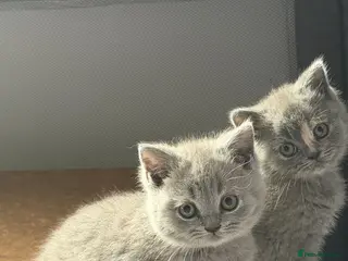 British Shorthair cats British Shorthair Kittens for Sale - Advert 1
