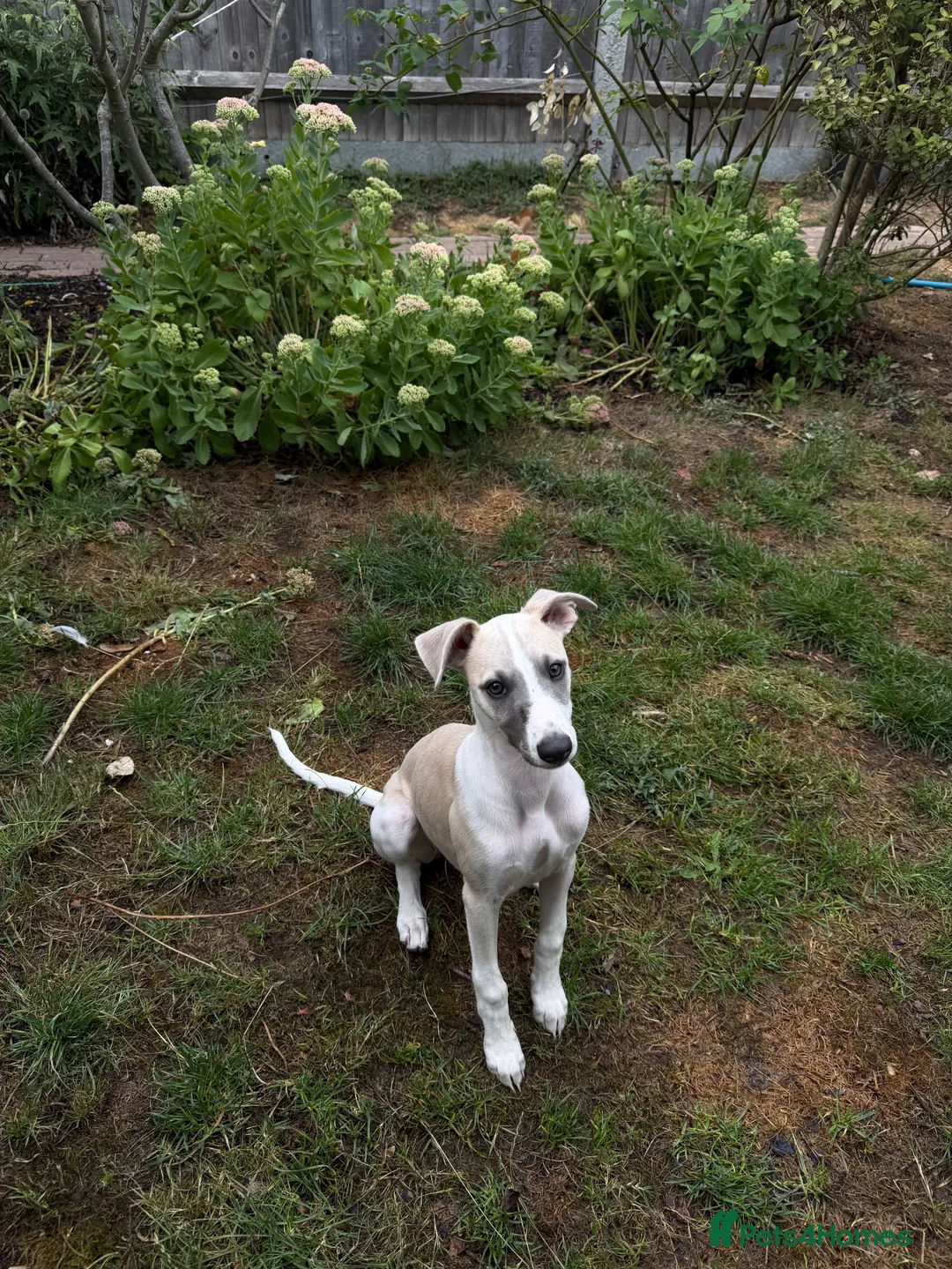 Whippet dogs for sale: Sweet Flo is ready to go! in Redhill - Advert 5