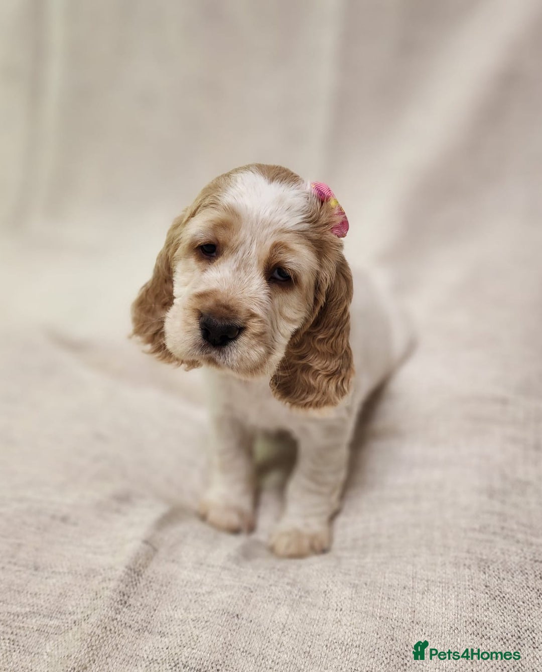 Cocker Spaniel dogs for sale: Show type unique markings cocker spaniel puppies  - Advert 28