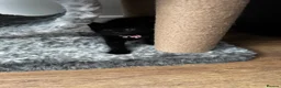Mixed Breed cats for sale: 4 adorable kittens in Milton Keynes - Advert 12