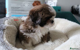 Shih Tzu dogs for sale: SHIH TZU PUPPY BOY LIVER GENE KC REG  - Image 4