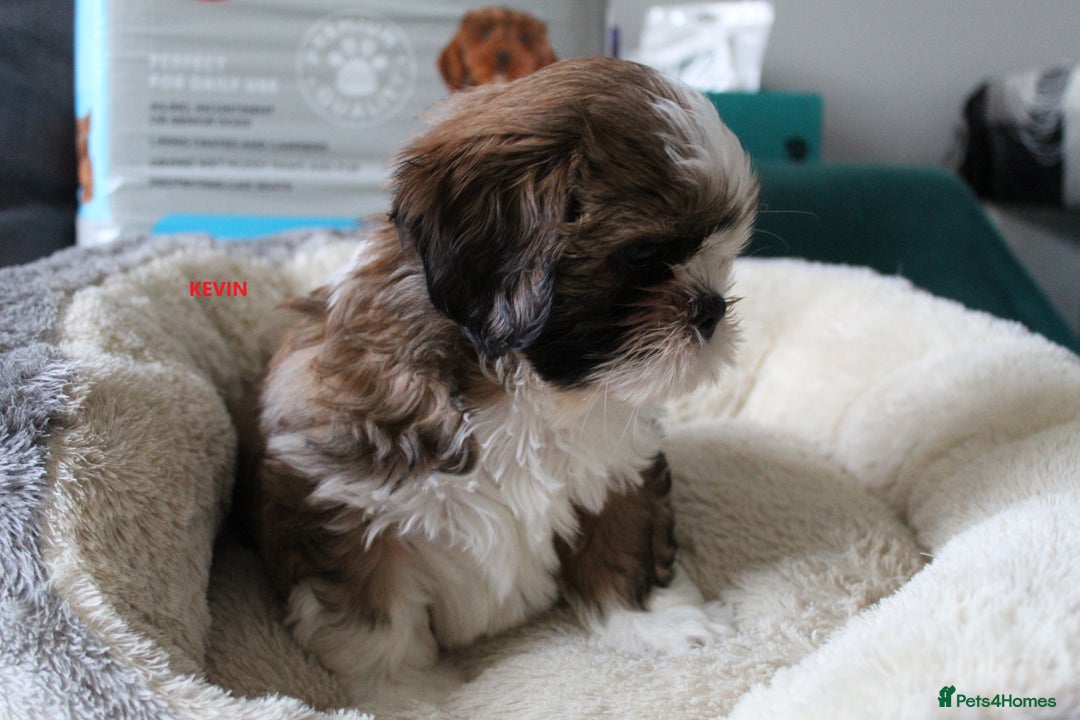 Shih Tzu dogs for sale: SHIH TZU PUPPY BOY LIVER GENE KC REG  - Image 4