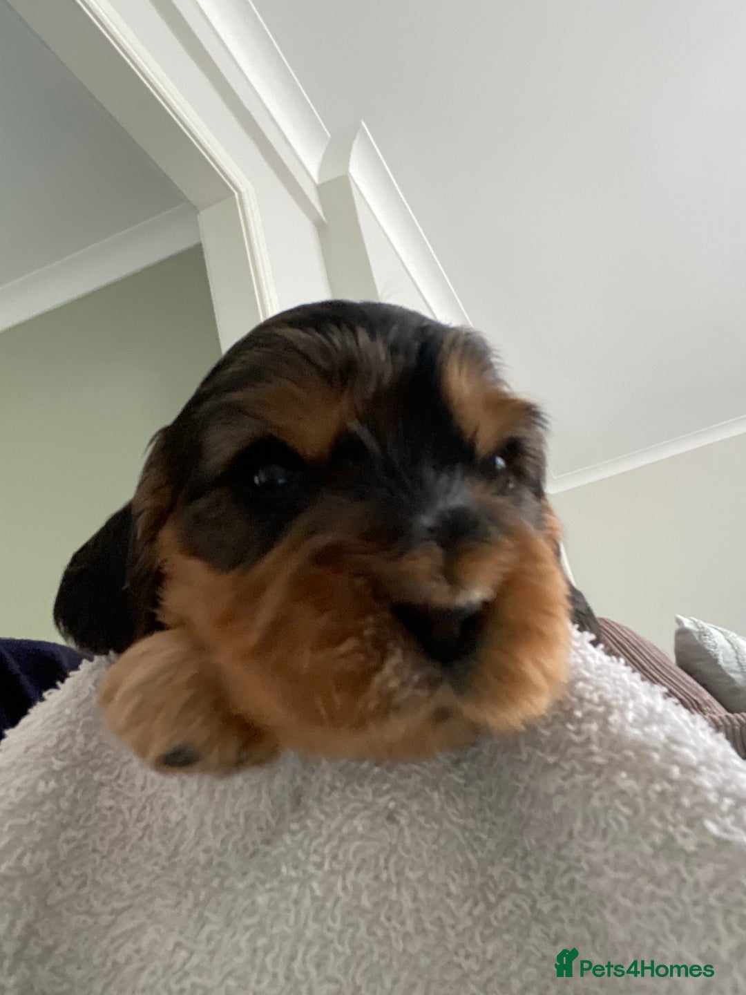 Cocker Spaniel dogs for sale: KC Sable show type Cocker spaniel puppies - Image 4