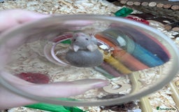Mouse rodents for sale: Pet fancy mice waiting list 2 litters due  - Image 8