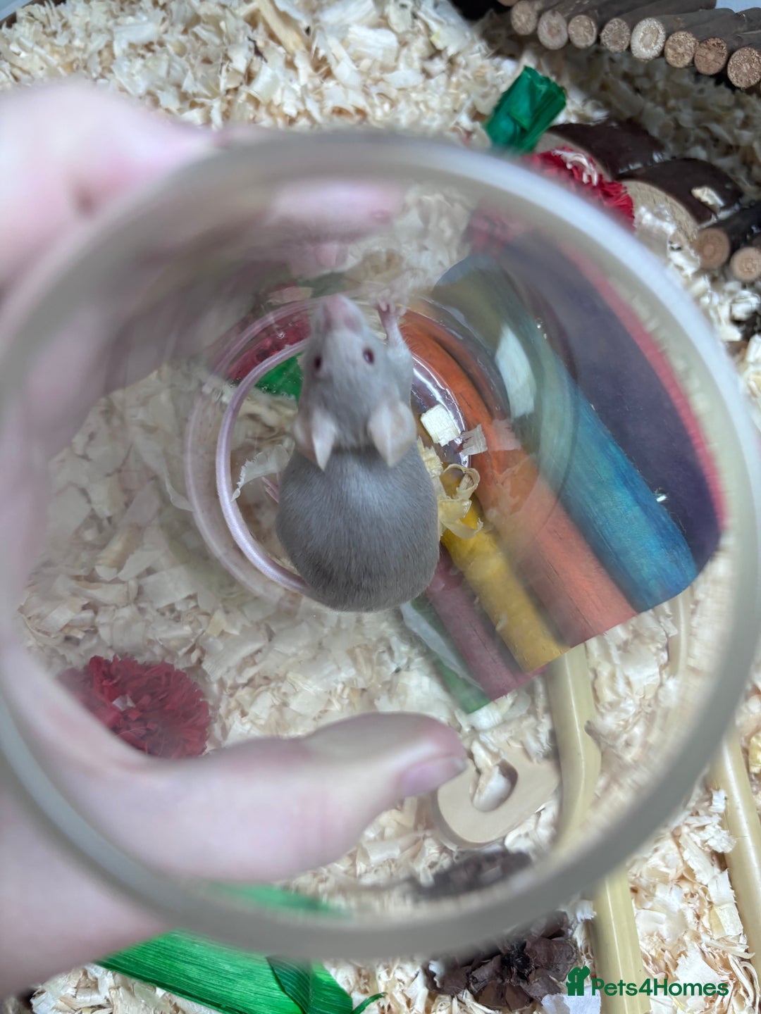 Mouse rodents for sale: Pet fancy mice waiting list 2 litters due  - Image 8
