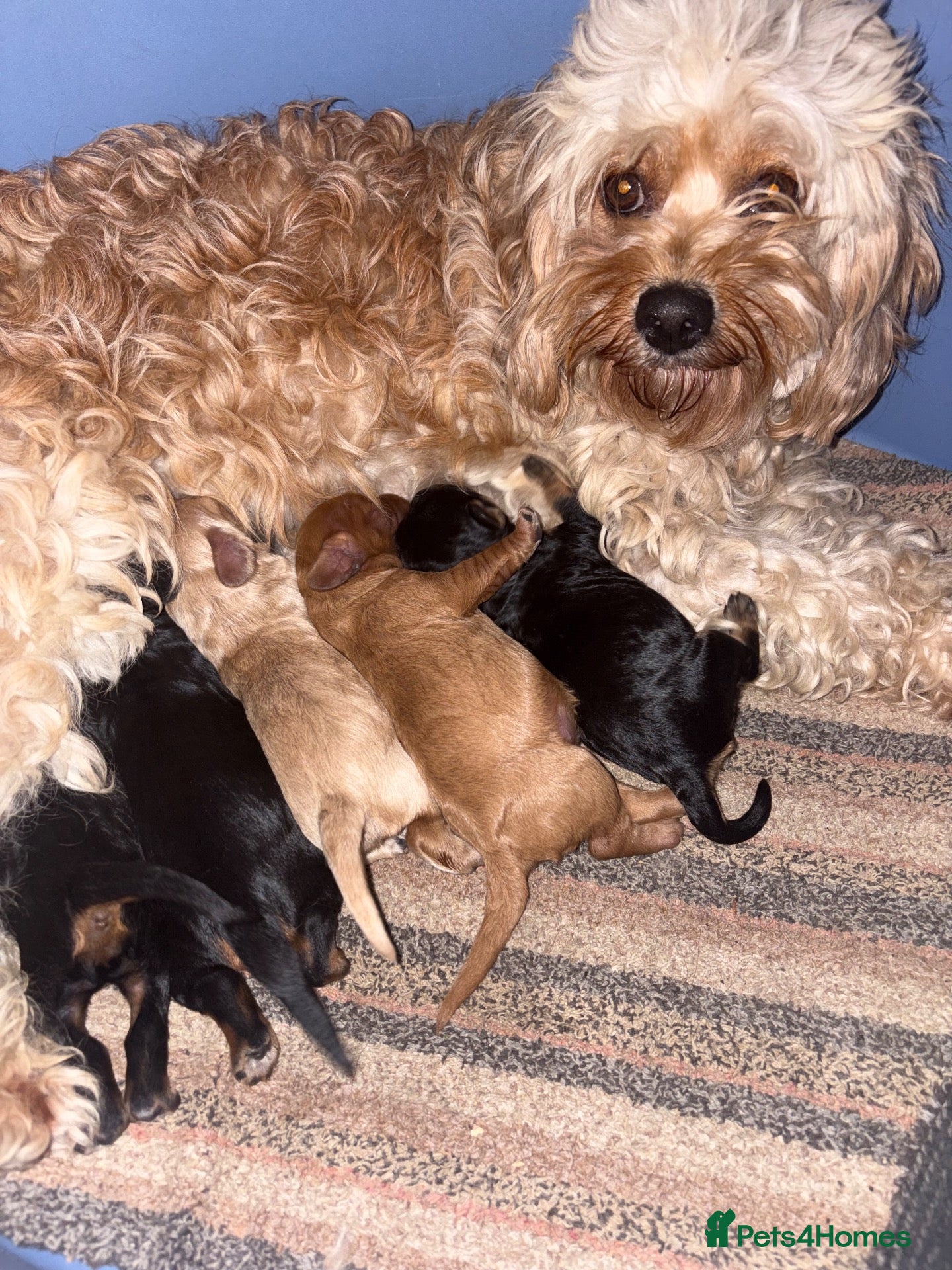 Cavalier King Charles Spaniel dogs Cavilers King Charles  - Advert 5