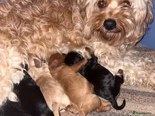 Cavalier King Charles Spaniel dogs Cavilers King Charles - Advert 5