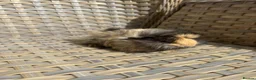 Guinea Pig rodents for sale: 3 Handsome long haired male guinea pigs. - Advert 13
