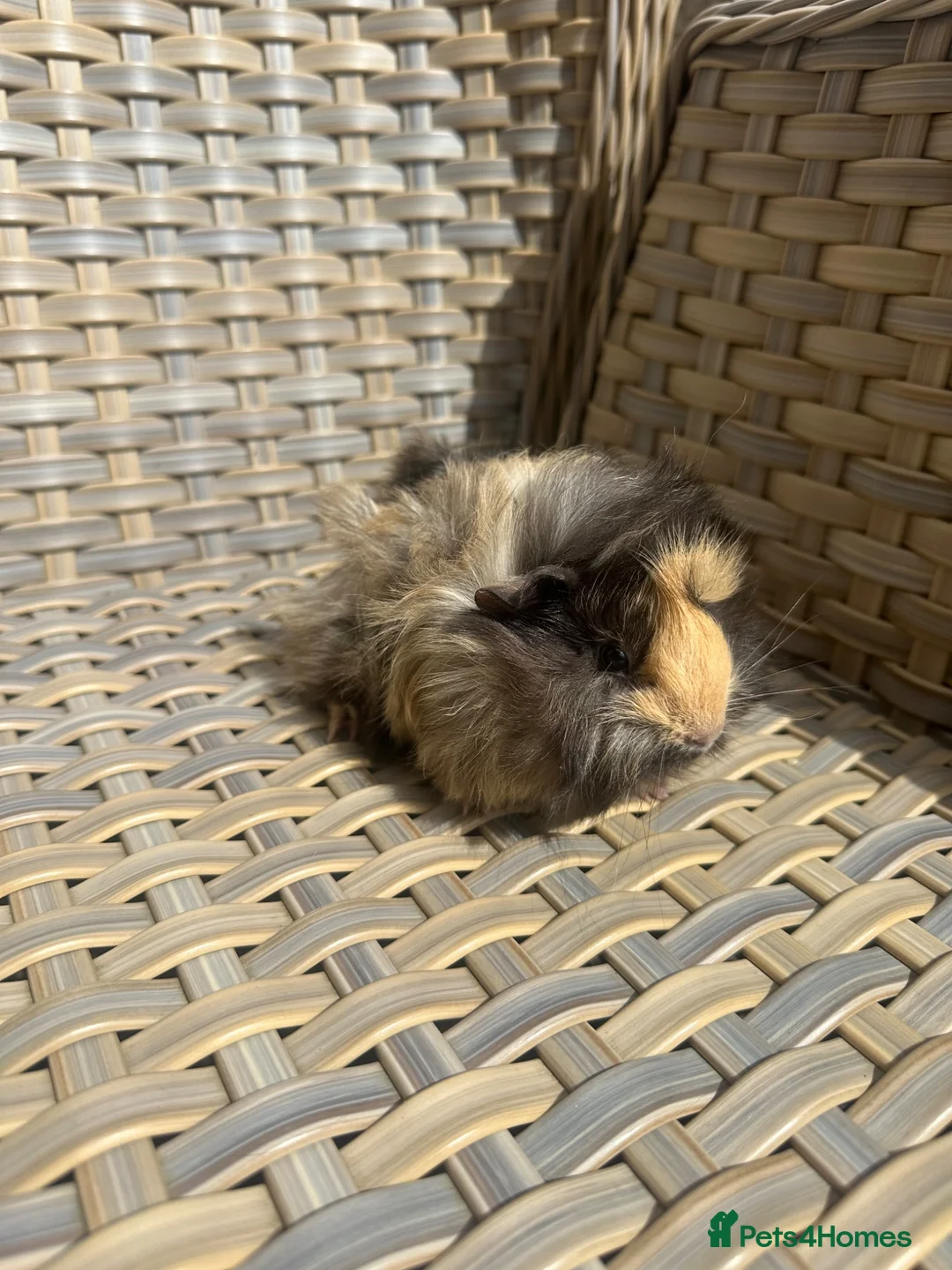 Guinea Pig rodents for sale: 3 Handsome long haired male guinea pigs. - Advert 13