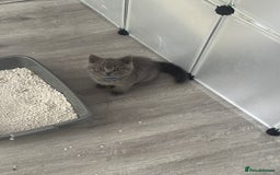 British Shorthair cats for sale: British Shorthair kittens (2 boys) - Image 13