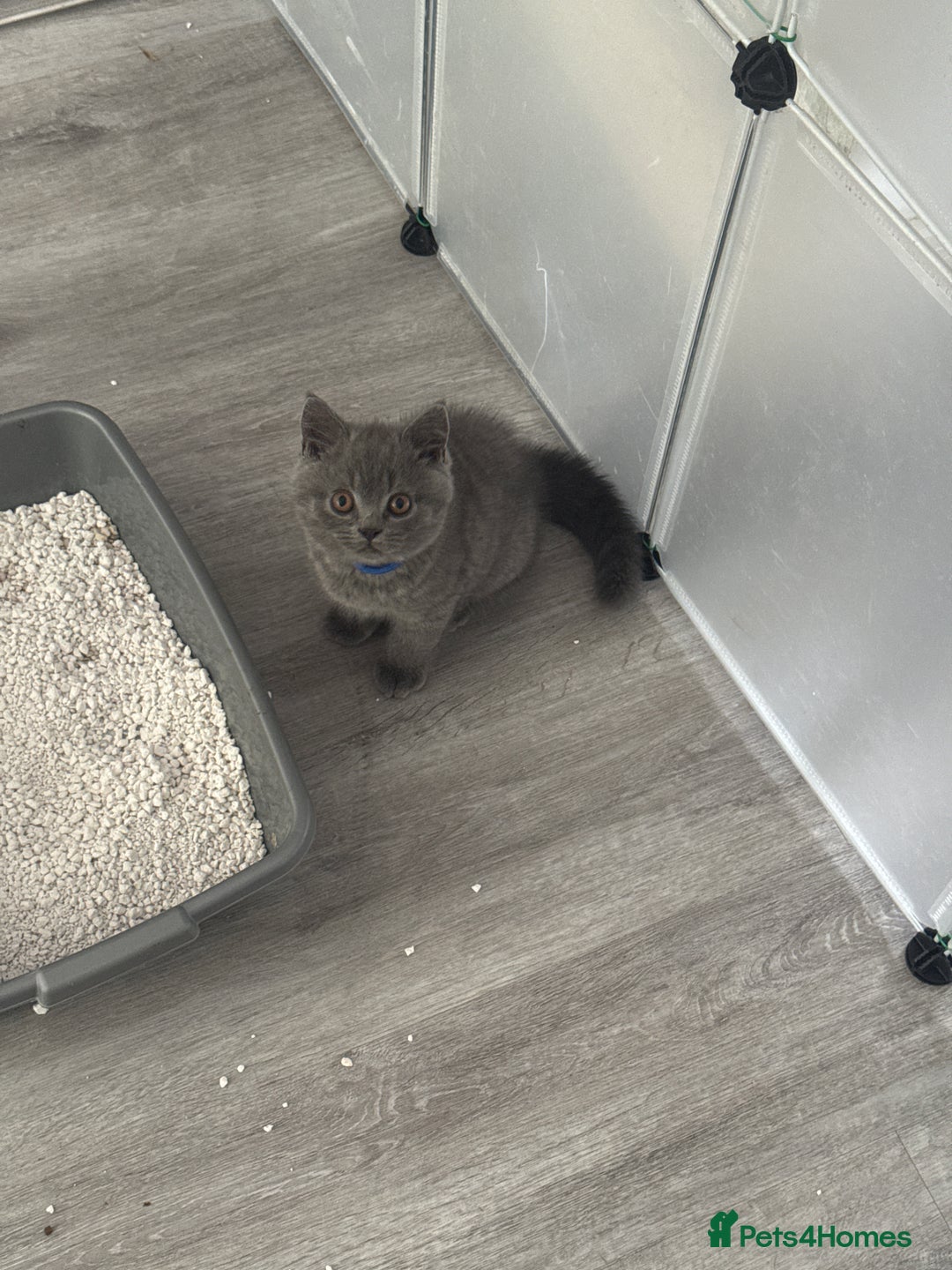 British Shorthair cats for sale: British Shorthair kittens (2 boys) - Image 13