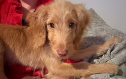 Cocker Spaniel dogs for sale: ⭐️Golden Cocker Girl⭐️ - Advert 5