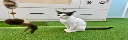 Mixed Breed cats for adoption: [Indoors Only] Yuki & Suki - Adorable Siblings - Advert 12
