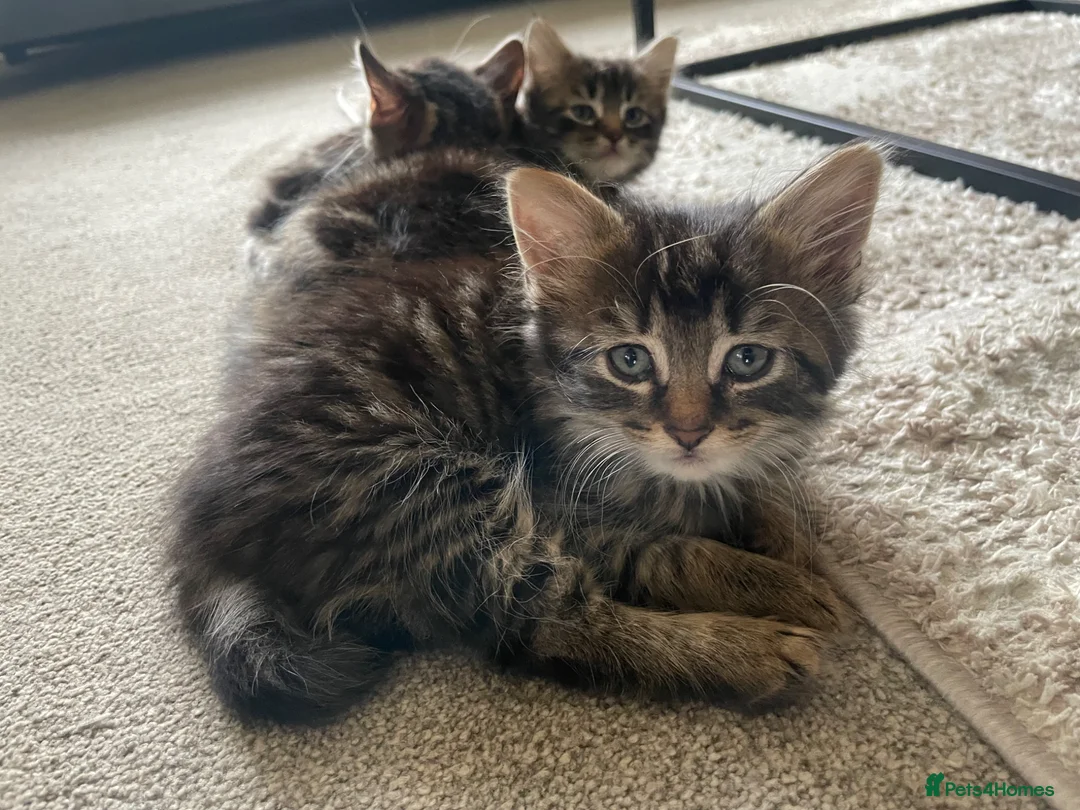 Mixed Breed cats for sale: Kittens for sale  in Bradford - Advert 3