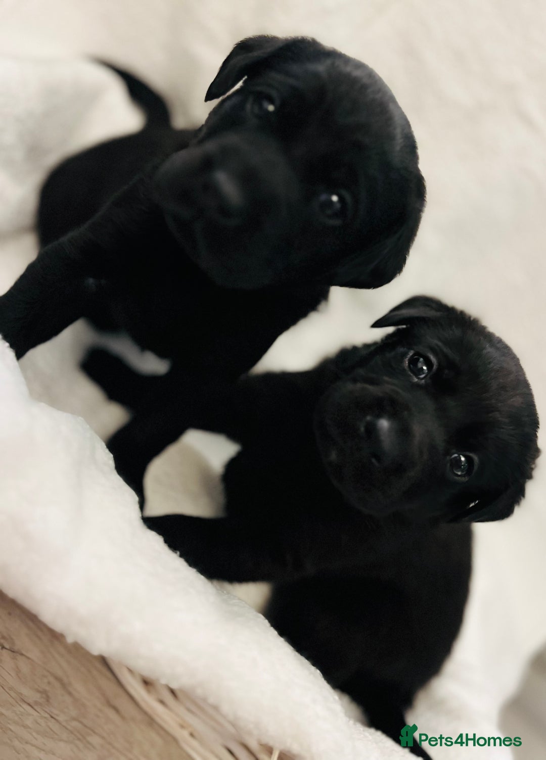 Labrador Retriever dogs for sale: Beautiful labs available  - Advert 13