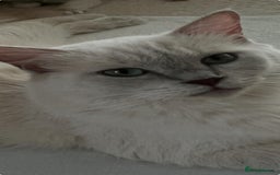 Ragdoll cats for sale: Bella,jordan,gucci,lylia - Advert 1