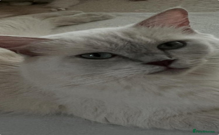 Ragdoll cats Bella,jordan,gucci,lylia - Advert 1