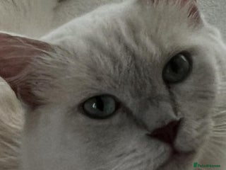 Ragdoll cats for sale: Bella,jordan,gucci,lylia - Advert 1