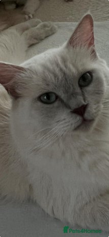 Ragdoll cats Bella,jordan,gucci,lylia - Advert 1