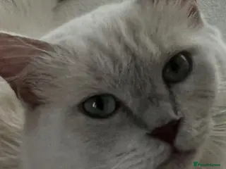 Ragdoll cats Bella,jordan,gucci,lylia - Advert 11