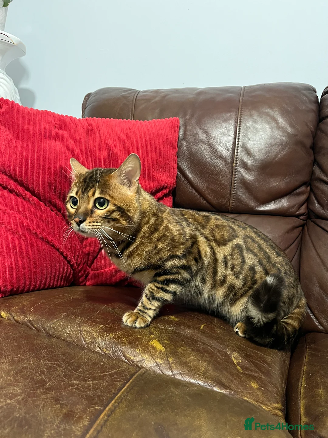 Bengal cats for stud: Adorable pure Bengal boy❤️ for stud in Purfleet - Advert 22