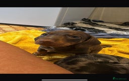 Miniature Dachshund dogs for sale: Beautiful Miniature Dachshund Puppies - Image 6