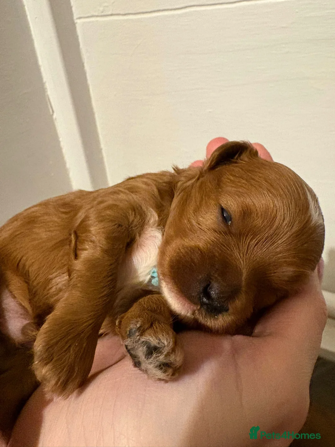 Cavapoo dogs for sale: Small F2 Cavapoo Puppies – Family Raised - Advert 29