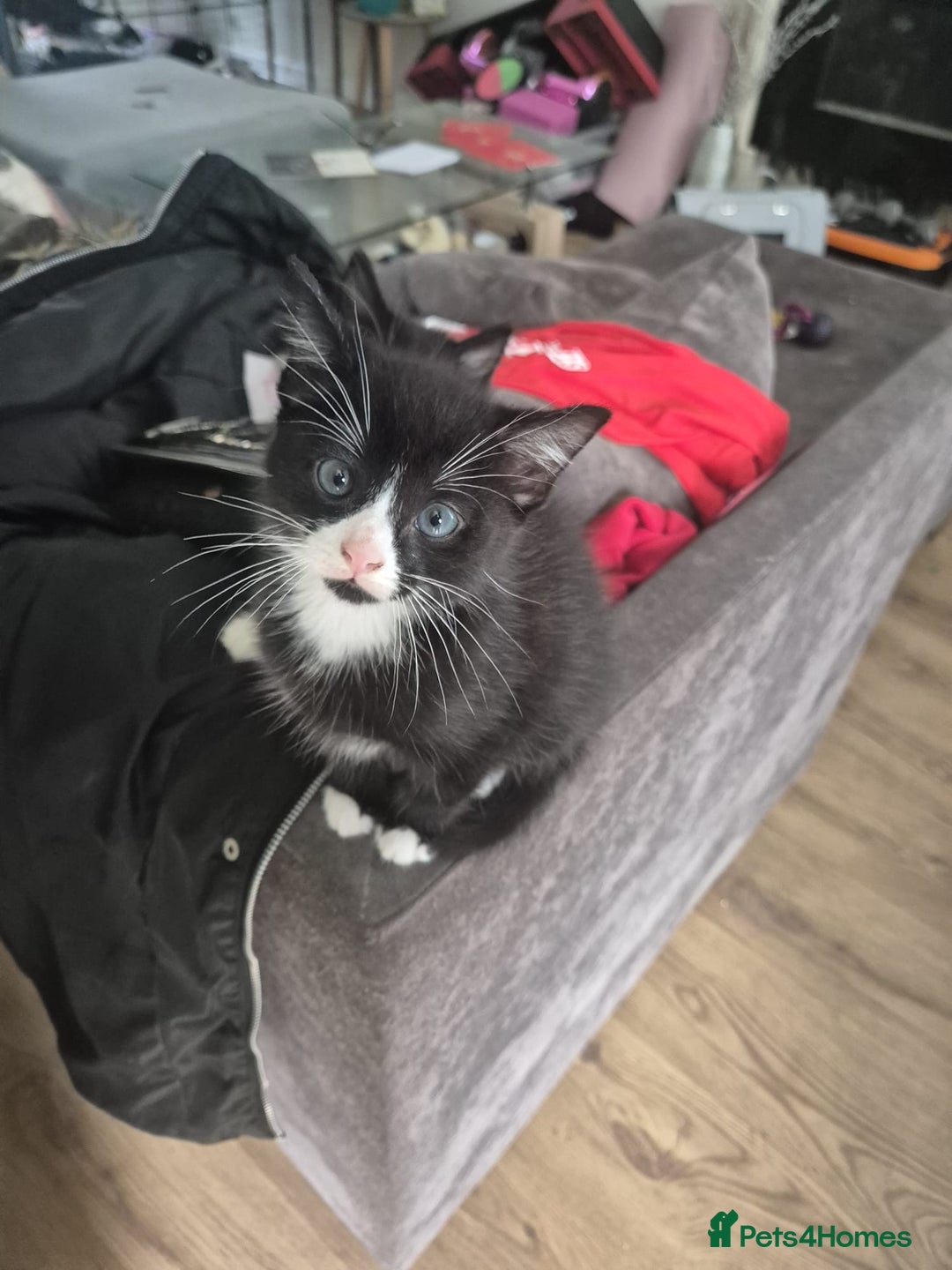 Mixed Breed cats for sale: Adorable kittens - Advert 4