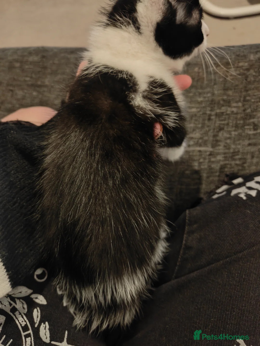 Mixed Breed cats for sale: Kittens for rehoming - Advert 14