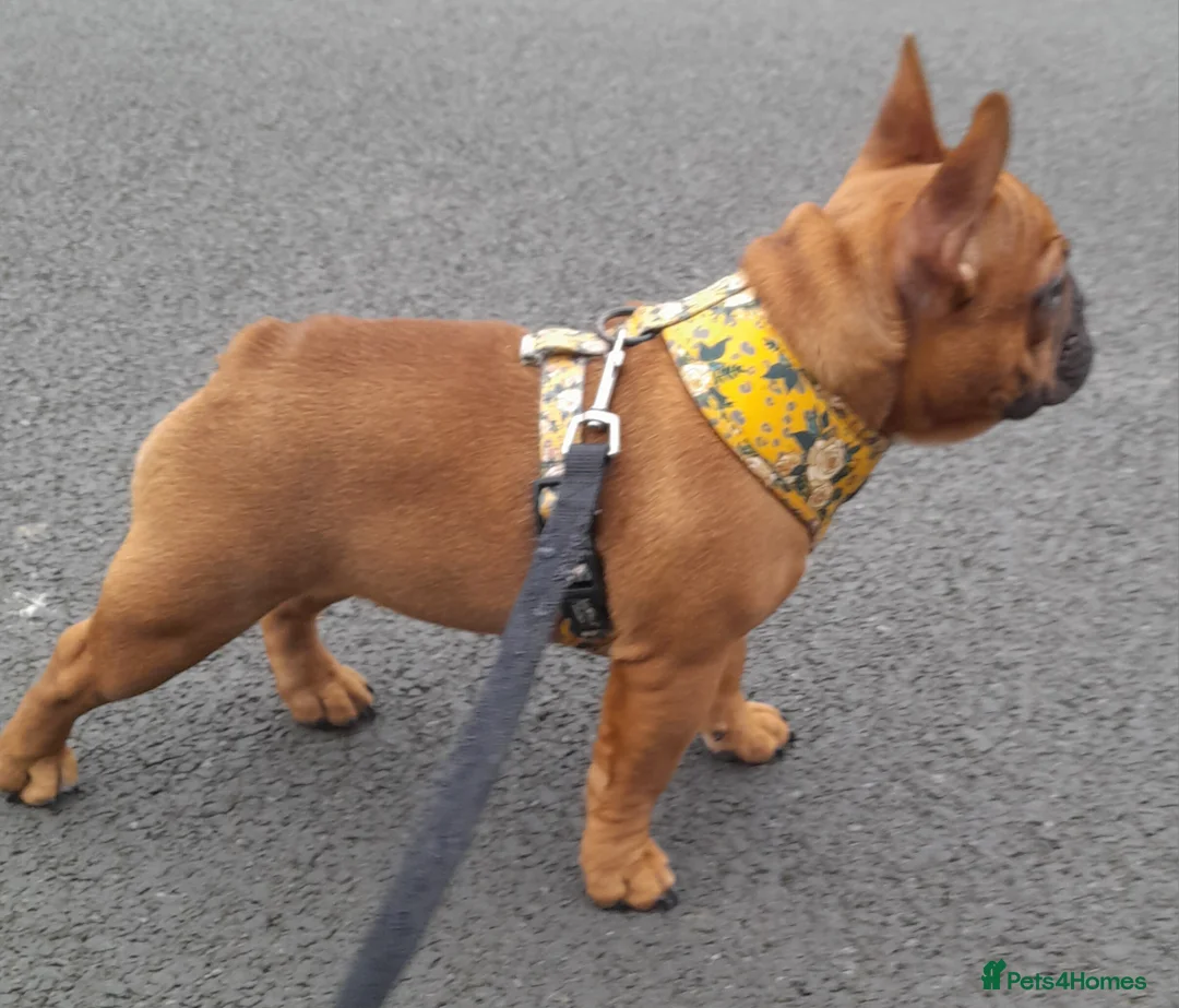 French Bulldog dogs for stud: Gorgeous Deep Red Fawn Boy in Middlesbrough - Advert 9