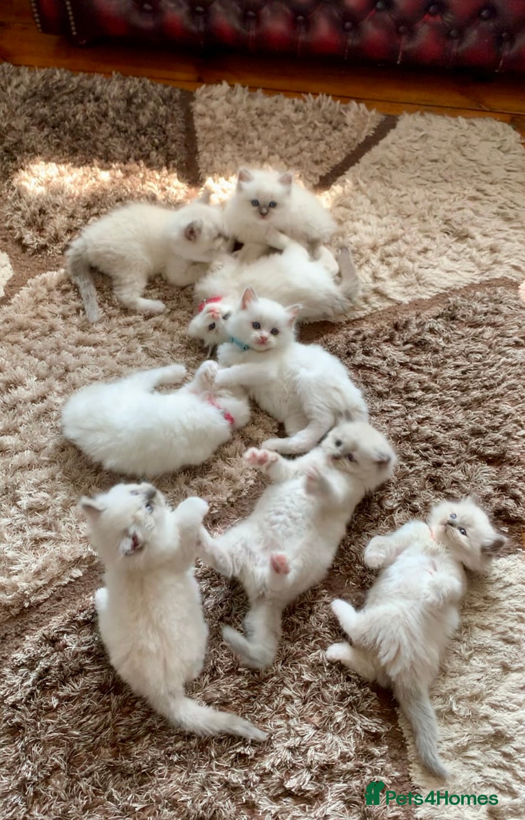 Ragdoll cats for sale: Beautiful champion lines purebred Ragdoll kittens - Image 4